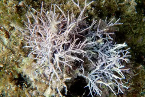 Amphiroa rigida