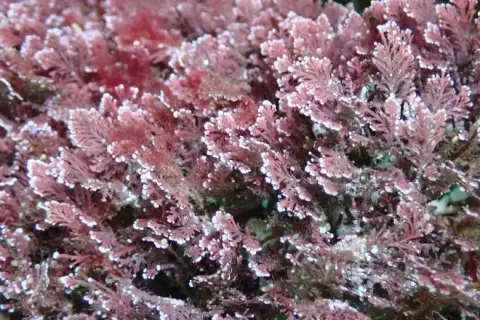 Ellisolandia elongata