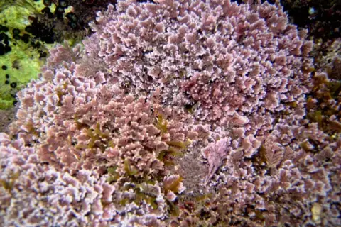 Ellisolandia elongata