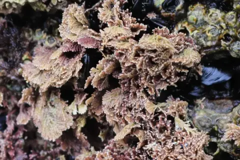 Ellisolandia elongata