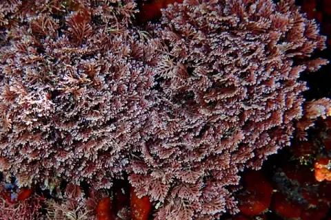 Ellisolandia elongata
