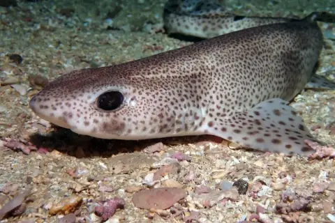 Scyliorhinus canicula