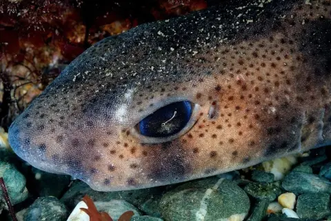 Scyliorhinus canicula
