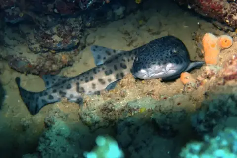Scyliorhinus stellaris