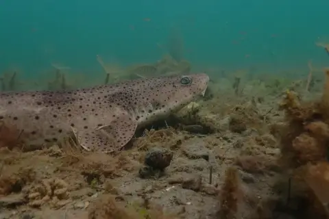 Scyliorhinus stellaris