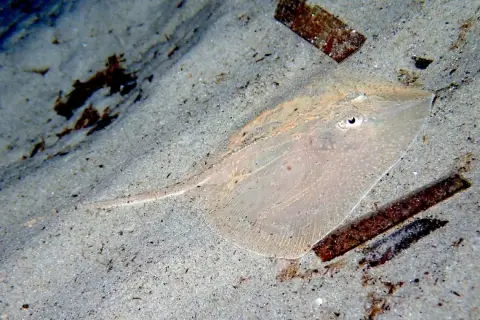 Raja asterias