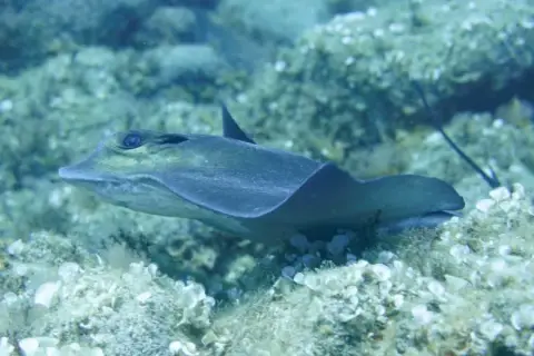 Myliobatis aquila