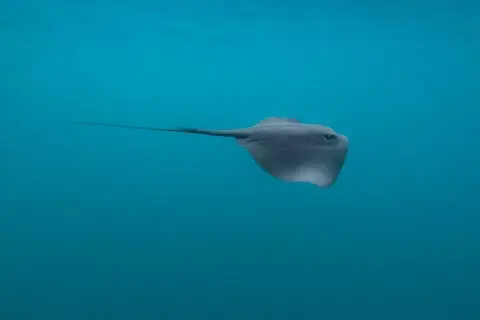 Pteroplatytrygon violacea