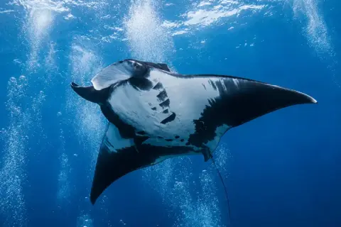 Mobula mobular