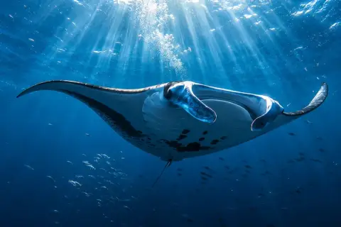 Mobula mobular