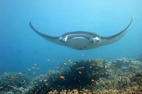 Mobula mobular