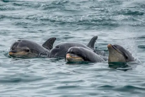 Tursiops truncatus