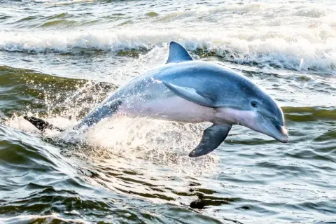 Tursiops truncatus