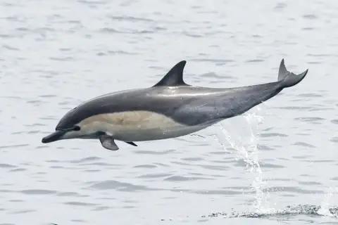 Delphinus delphis