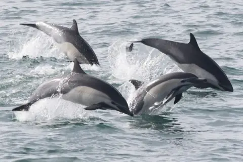Delphinus delphis