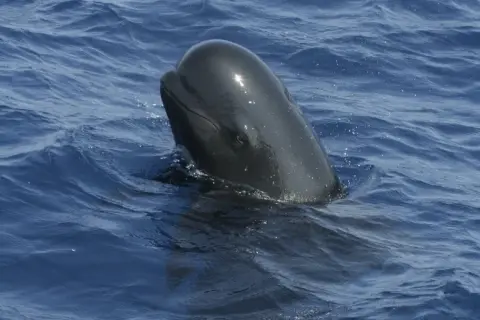 Globicephala melas