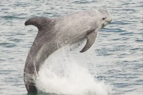 Grampus griseus