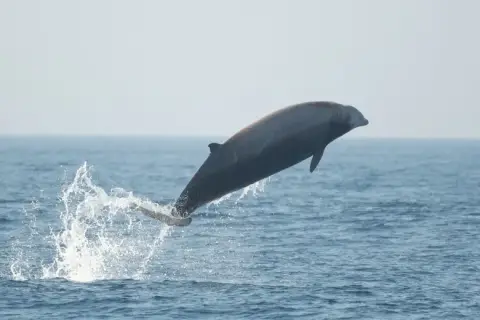 Ziphius cavirostris