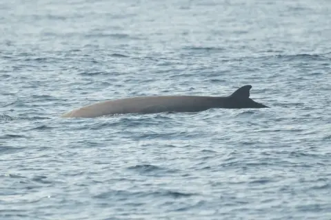 Ziphius cavirostris