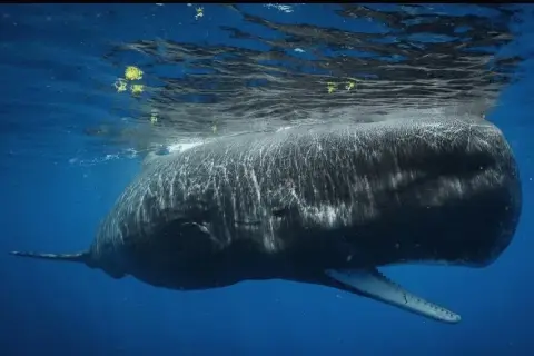 Physeter macrocephalus