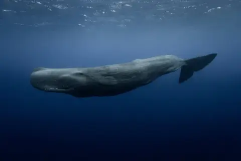 Physeter macrocephalus