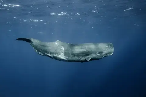 Physeter macrocephalus