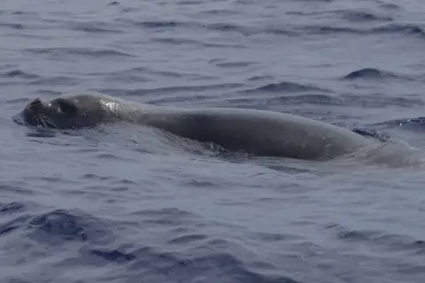 Monachus monachus