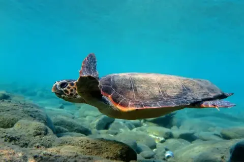 Caretta caretta