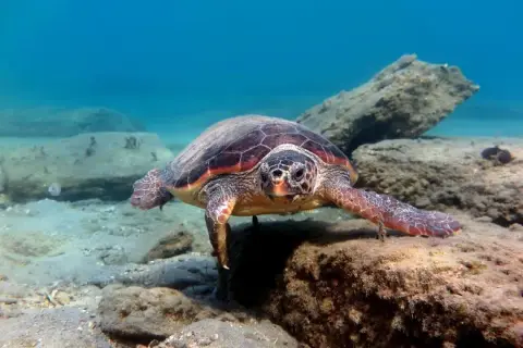 Caretta caretta