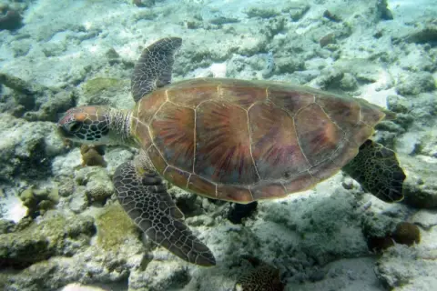 Chelonia mydas