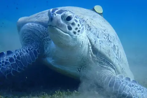 Chelonia mydas