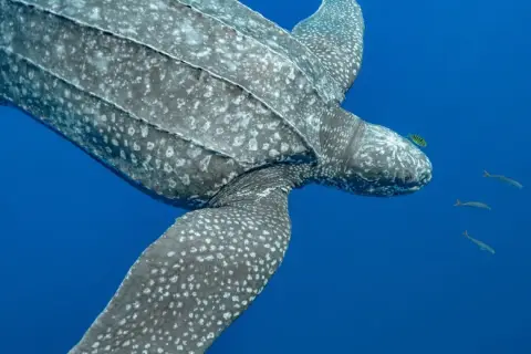 Dermochelys coriacea