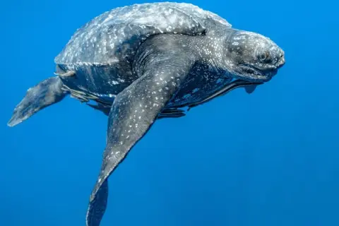 Dermochelys coriacea
