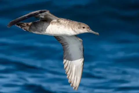 Puffinus mauretanicus