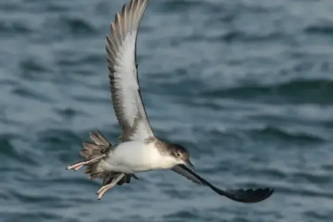 Puffinus yelkouan
