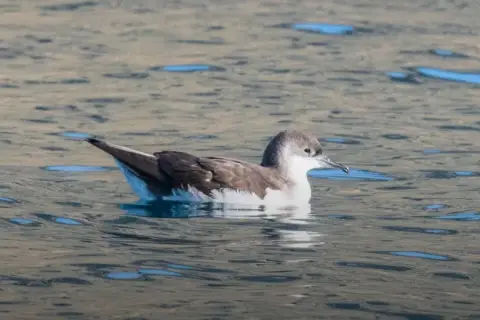 Puffinus yelkouan