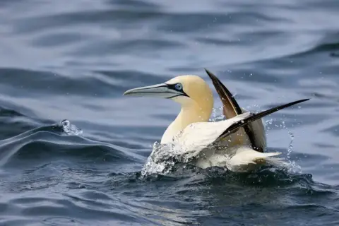 Morus bassanus