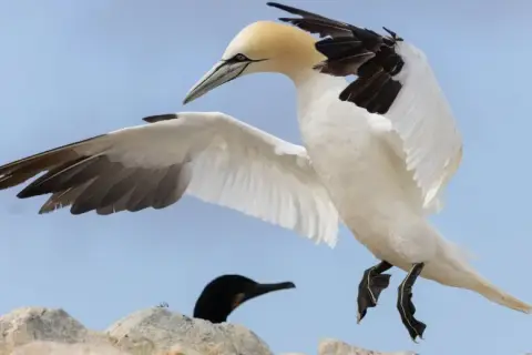 Morus bassanus