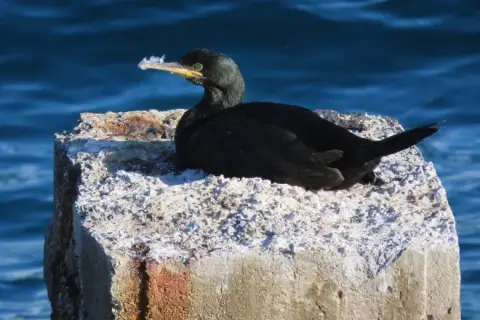 Gulosus aristotelis desmarestii