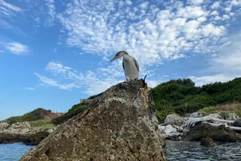Gulosus aristotelis desmarestii