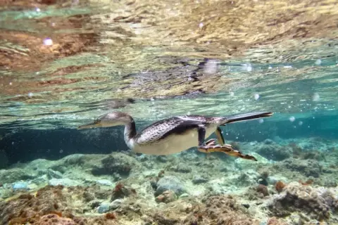 Gulosus aristotelis desmarestii
