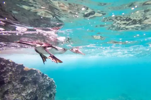 Gulosus aristotelis desmarestii