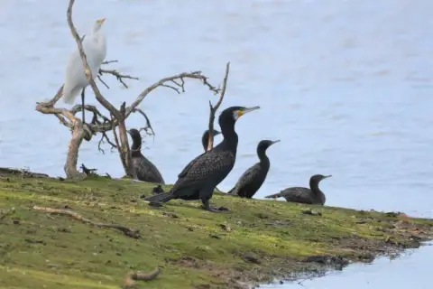 Phalacrocorax carbo