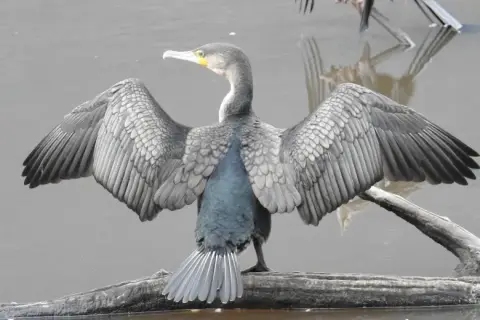 Phalacrocorax carbo