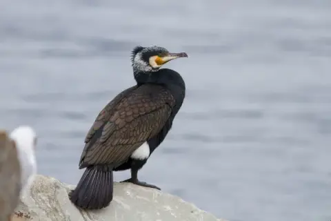 Phalacrocorax carbo