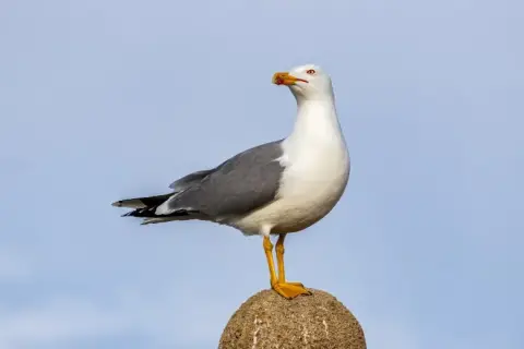 Larus michahellis