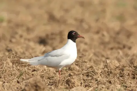 Ichthyaetus melanocephalus