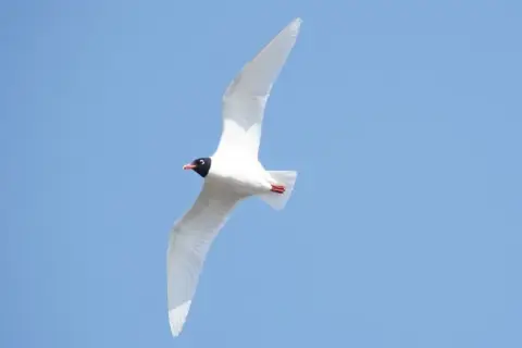 Ichthyaetus melanocephalus