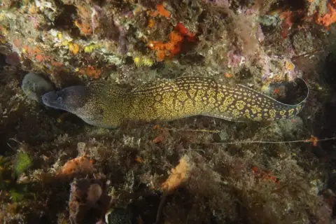 Muraena helena