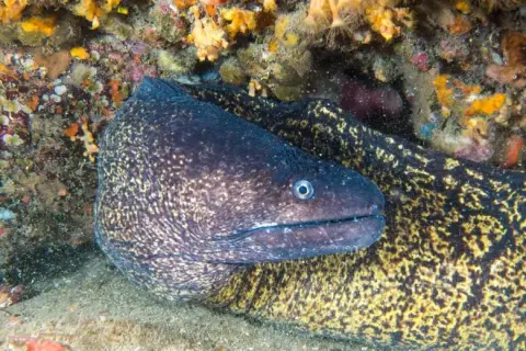 Muraena helena